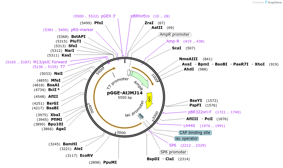 246811-plasmid-map-sequence-id-494297