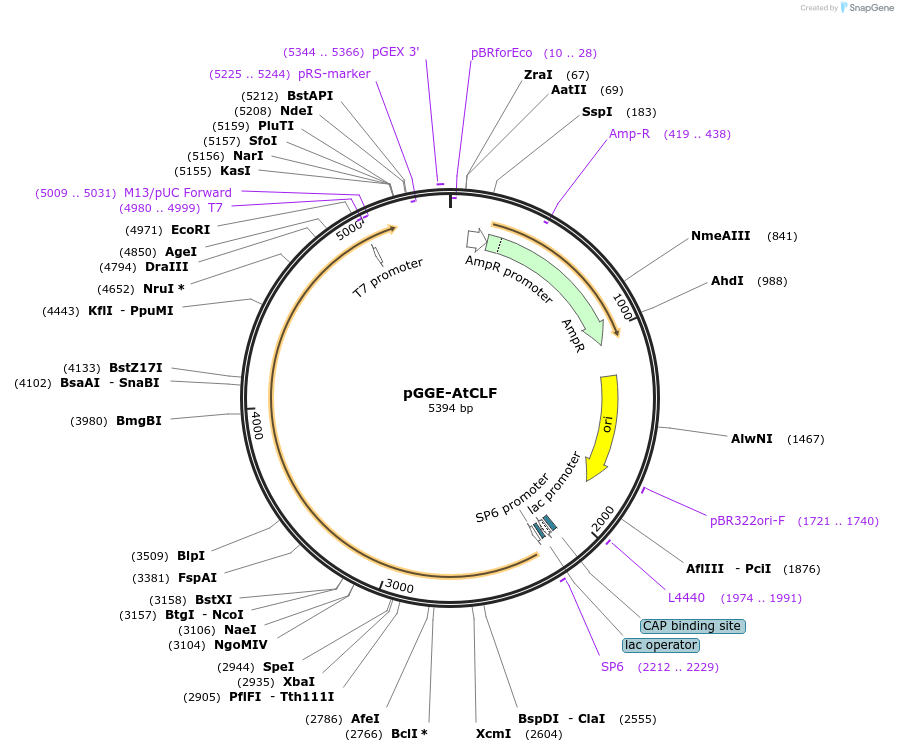 246806-plasmid-map-sequence-id-494298