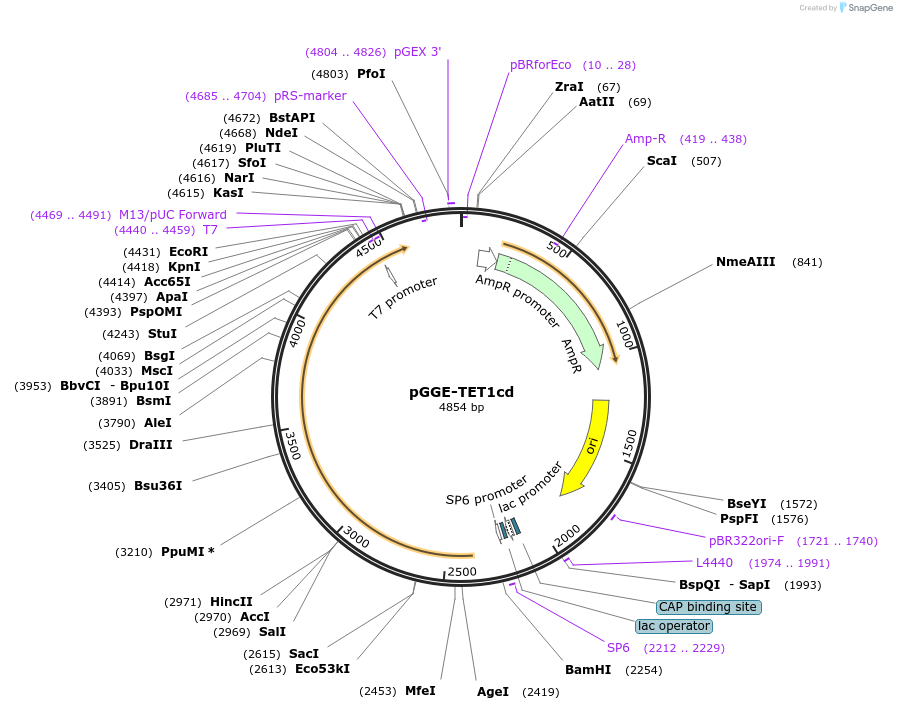 246818-plasmid-map-sequence-id-494300