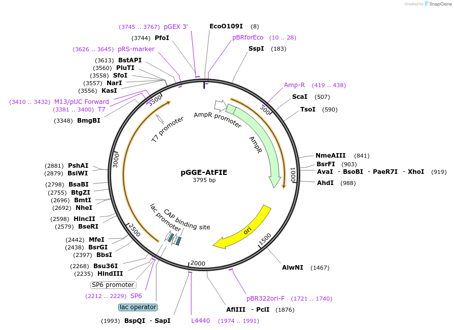 246808-plasmid-map-sequence-id-494301