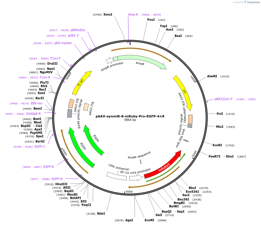 218254-plasmid-map-sequence-id-494306