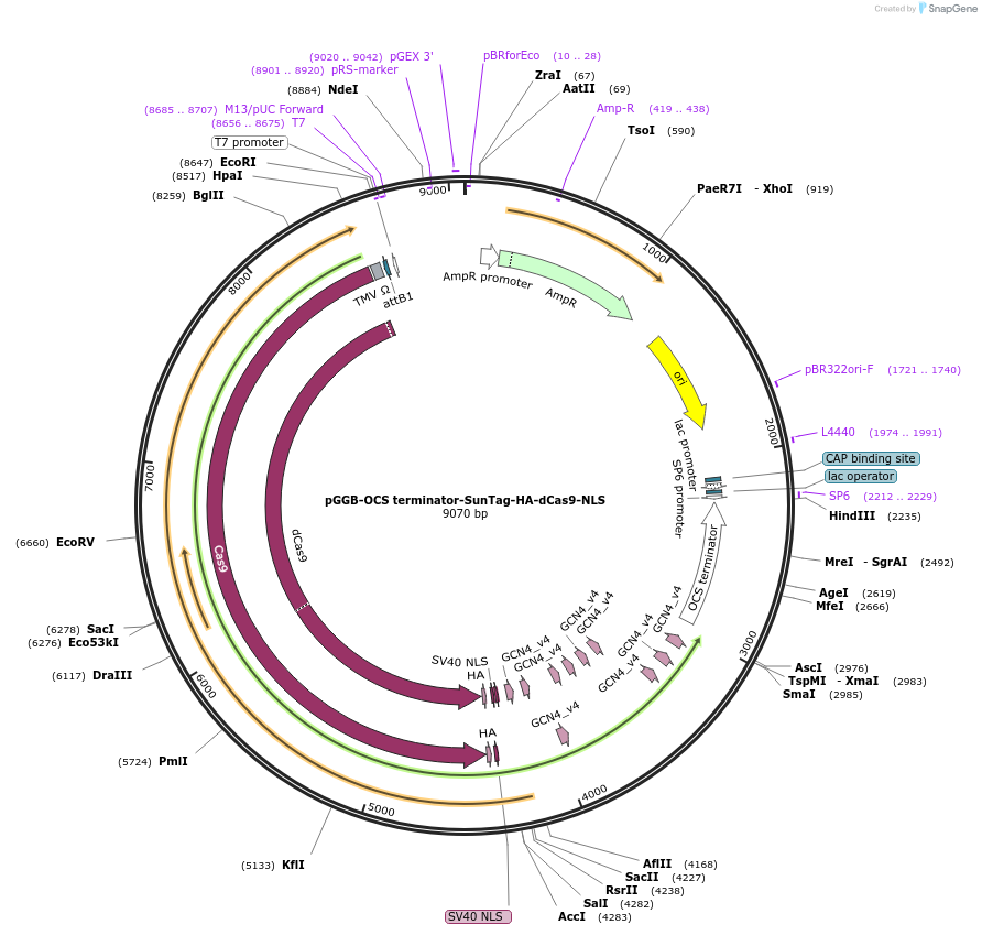 246798-plasmid-map-sequence-id-494307