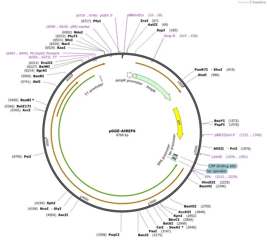 246813-plasmid-map-sequence-id-494308