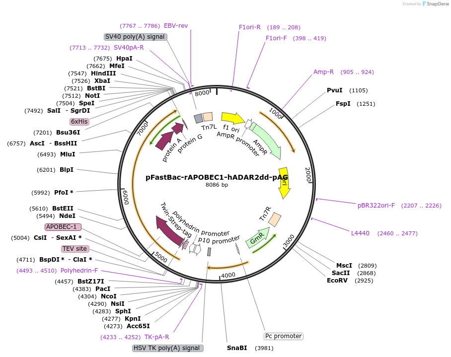 248101-plasmid-map-sequence-id-494315
