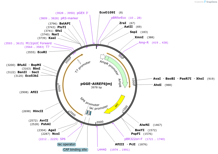 246814-plasmid-map-sequence-id-494316
