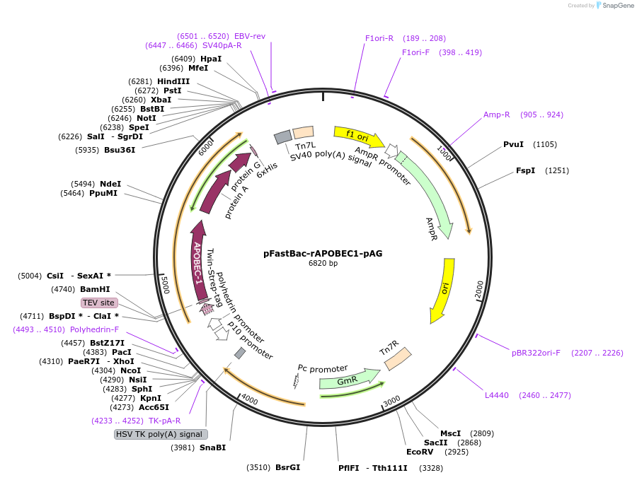 248102-plasmid-map-sequence-id-494318