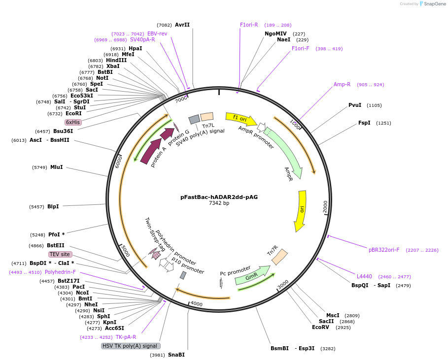 248103-plasmid-map-sequence-id-494323