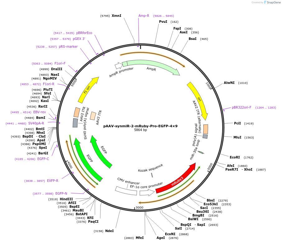 218090-plasmid-map-sequence-id-494326