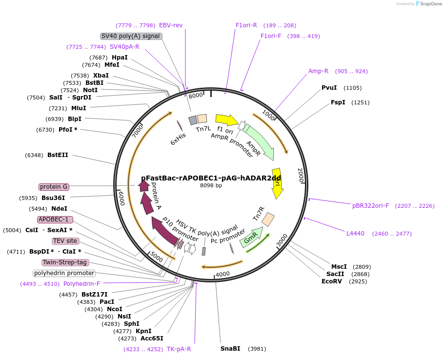 248100-plasmid-map-sequence-id-494328