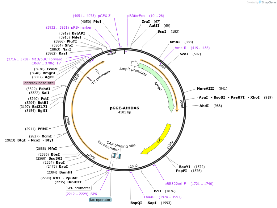 246810-plasmid-map-sequence-id-494329
