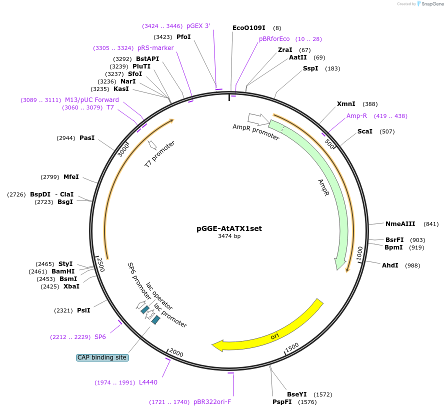 246804-plasmid-map-sequence-id-494331