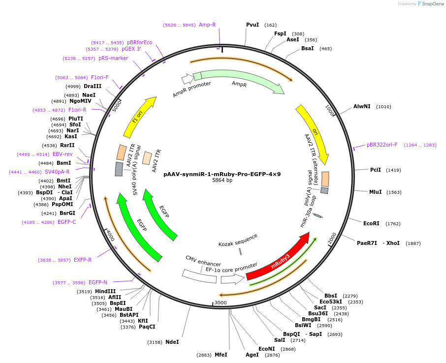 218088-plasmid-map-sequence-id-494336