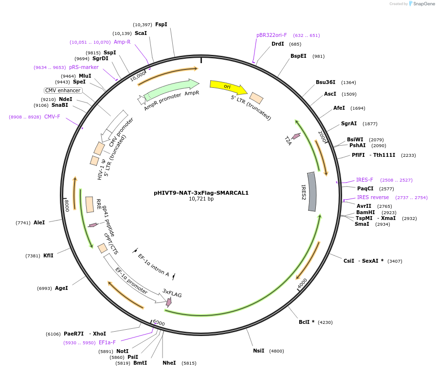 246935-plasmid-map-sequence-id-494338