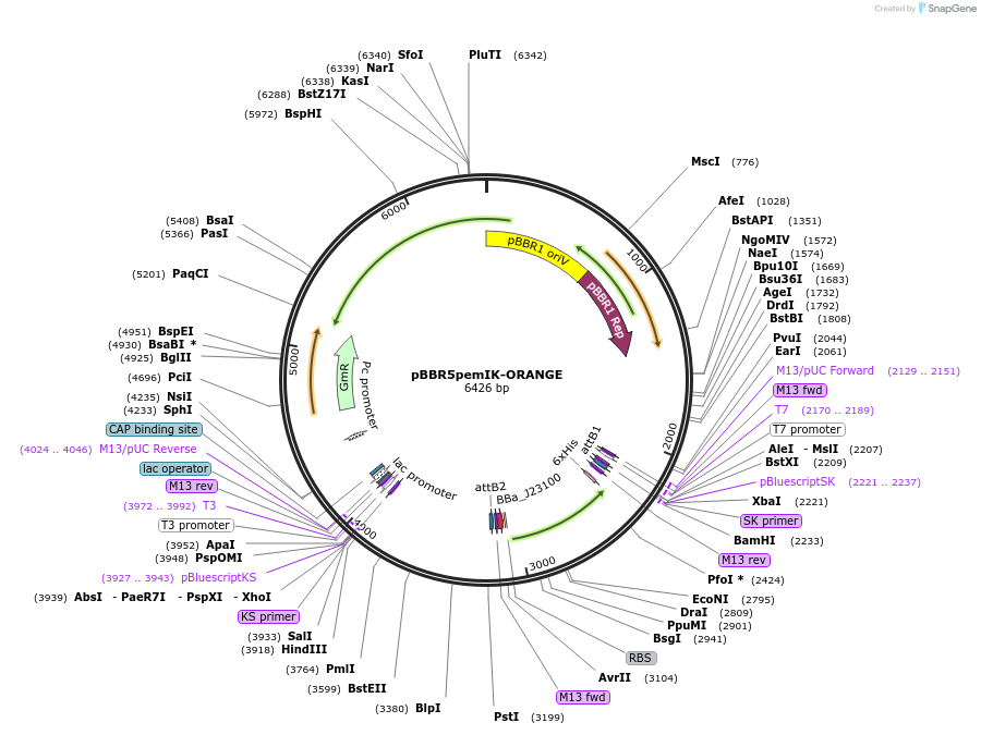 247657-plasmid-map-sequence-id-494339
