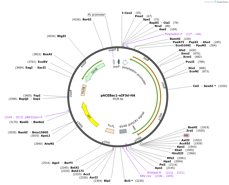 240027-plasmid-map-sequence-id-494343