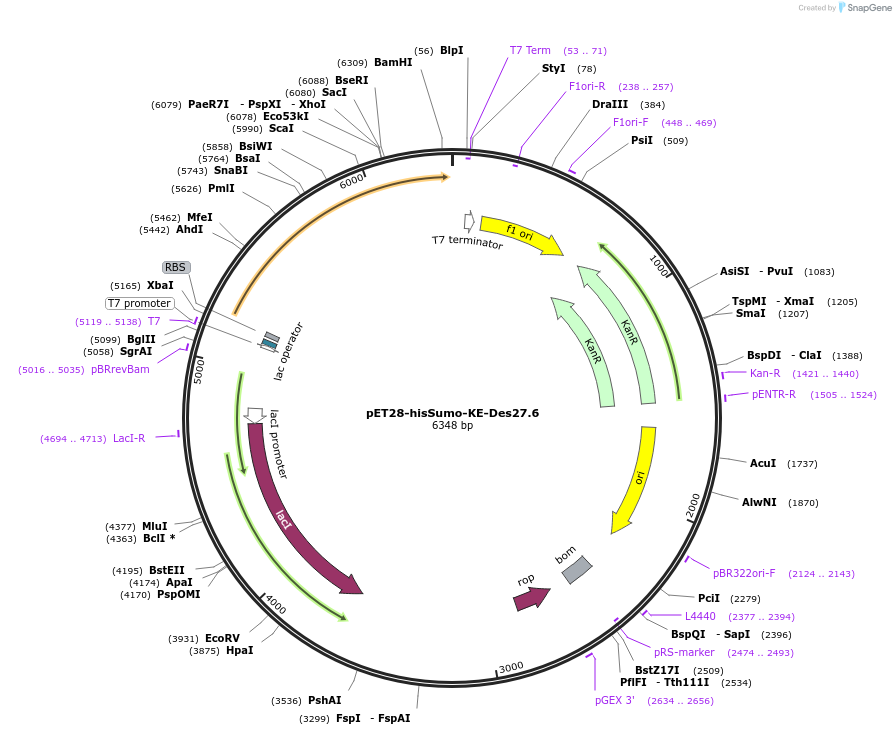 248002-plasmid-map-sequence-id-494346