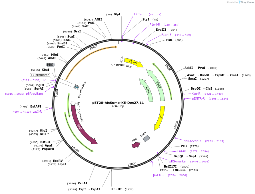 248006-plasmid-map-sequence-id-494347
