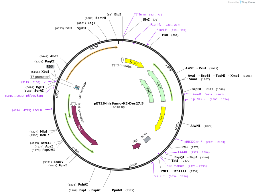 248001-plasmid-map-sequence-id-494349