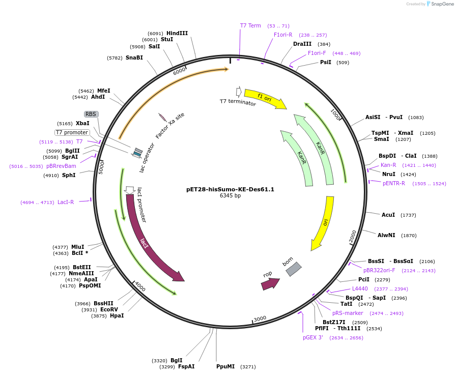 248010-plasmid-map-sequence-id-494354