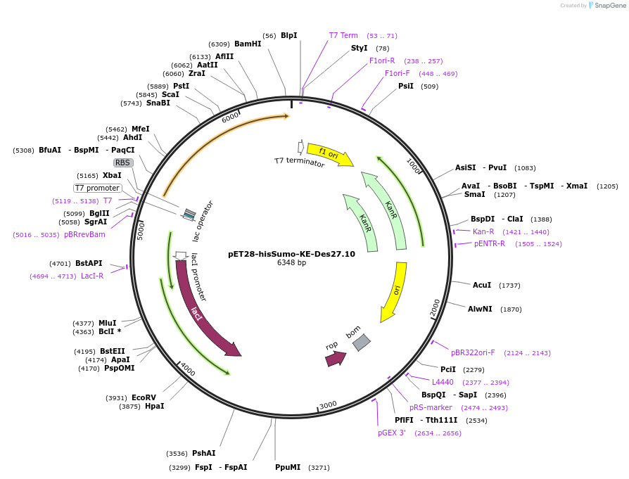 248005-plasmid-map-sequence-id-494356