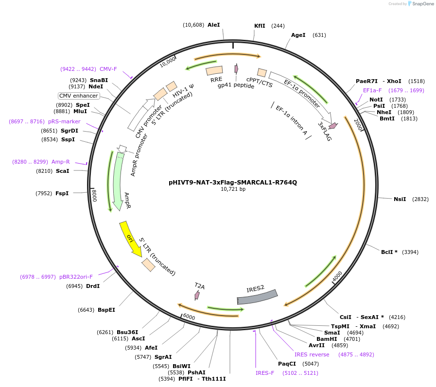 246937-plasmid-map-sequence-id-494359