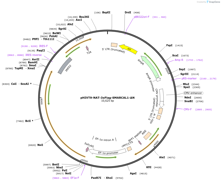 246936-plasmid-map-sequence-id-494360