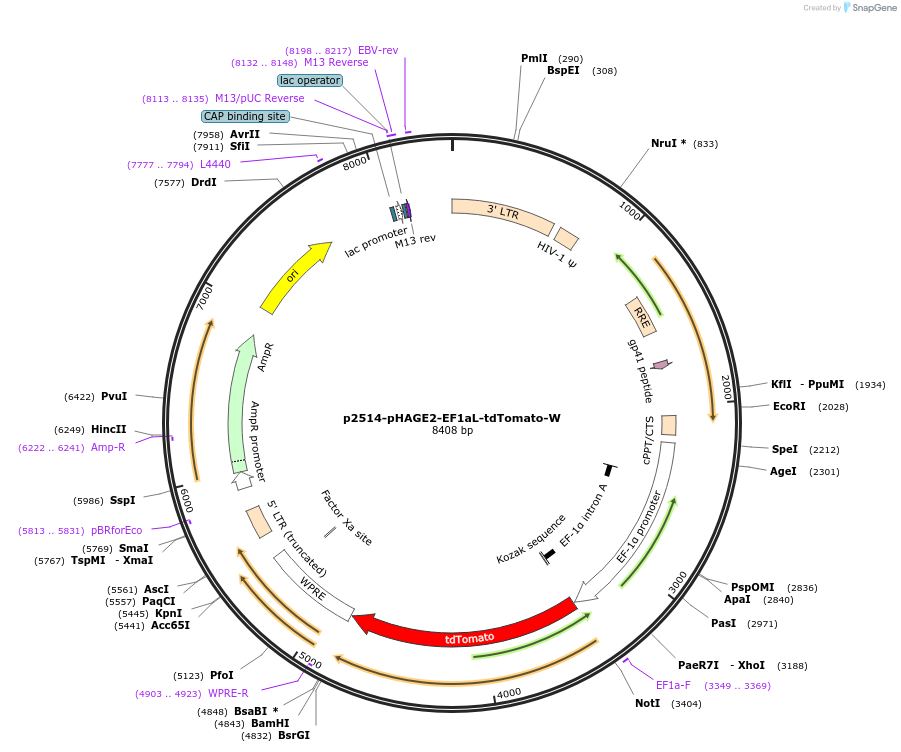248971-plasmid-map-sequence-id-494361