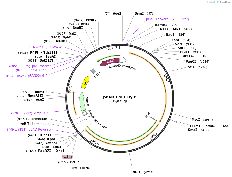 248631-plasmid-map-sequence-id-494362