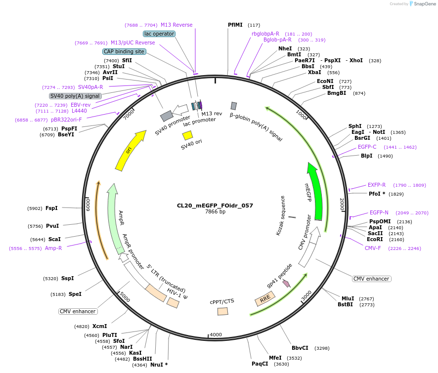 244609-plasmid-map-sequence-id-494364