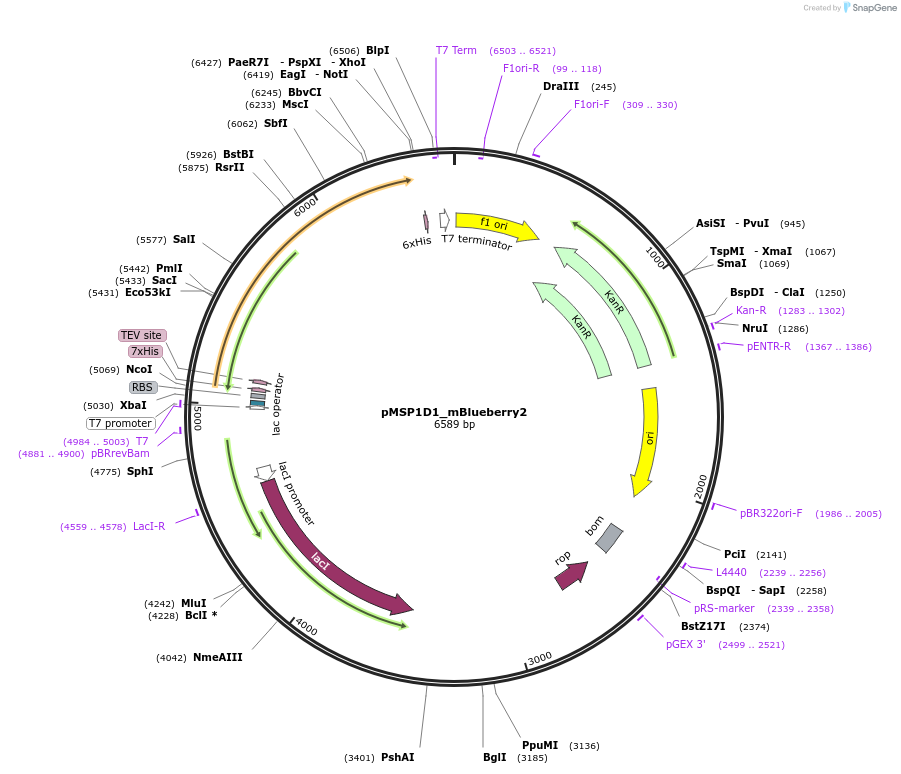 248925-plasmid-map-sequence-id-494372