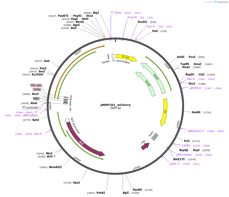 248922-plasmid-map-sequence-id-494373