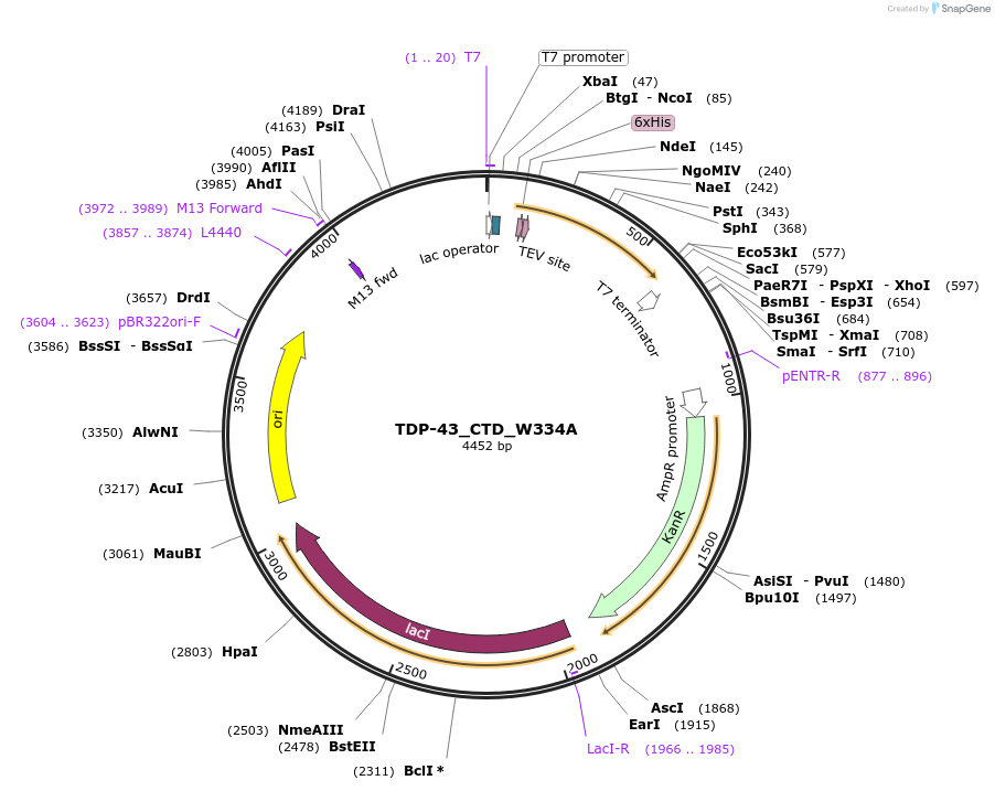 248883-plasmid-map-sequence-id-494377