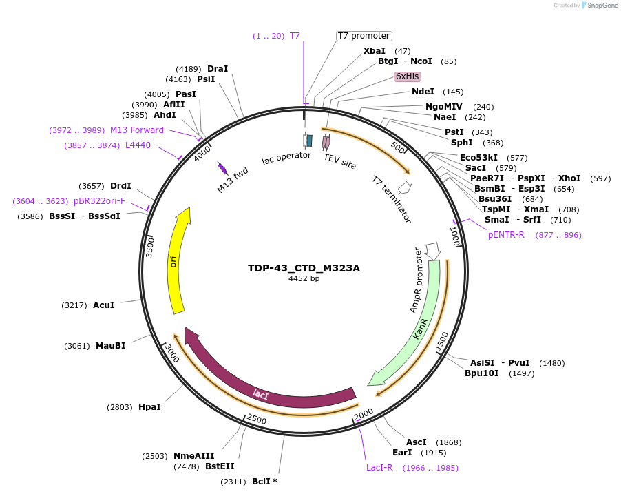 248875-plasmid-map-sequence-id-494393
