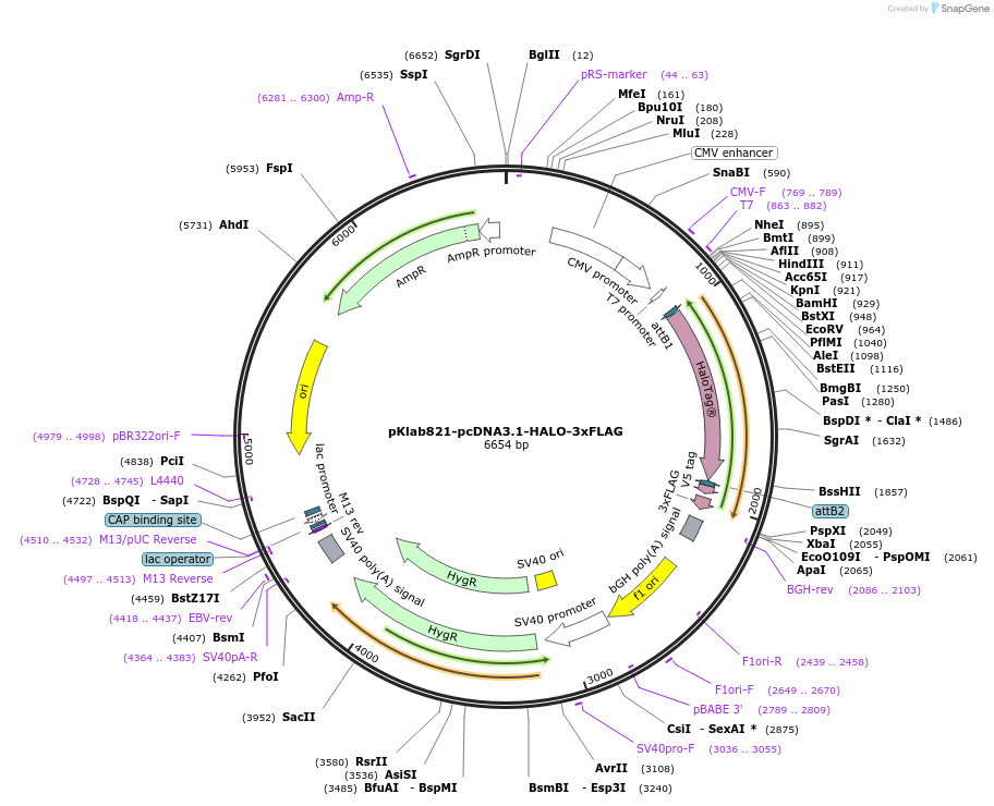 249007-plasmid-map-sequence-id-494401