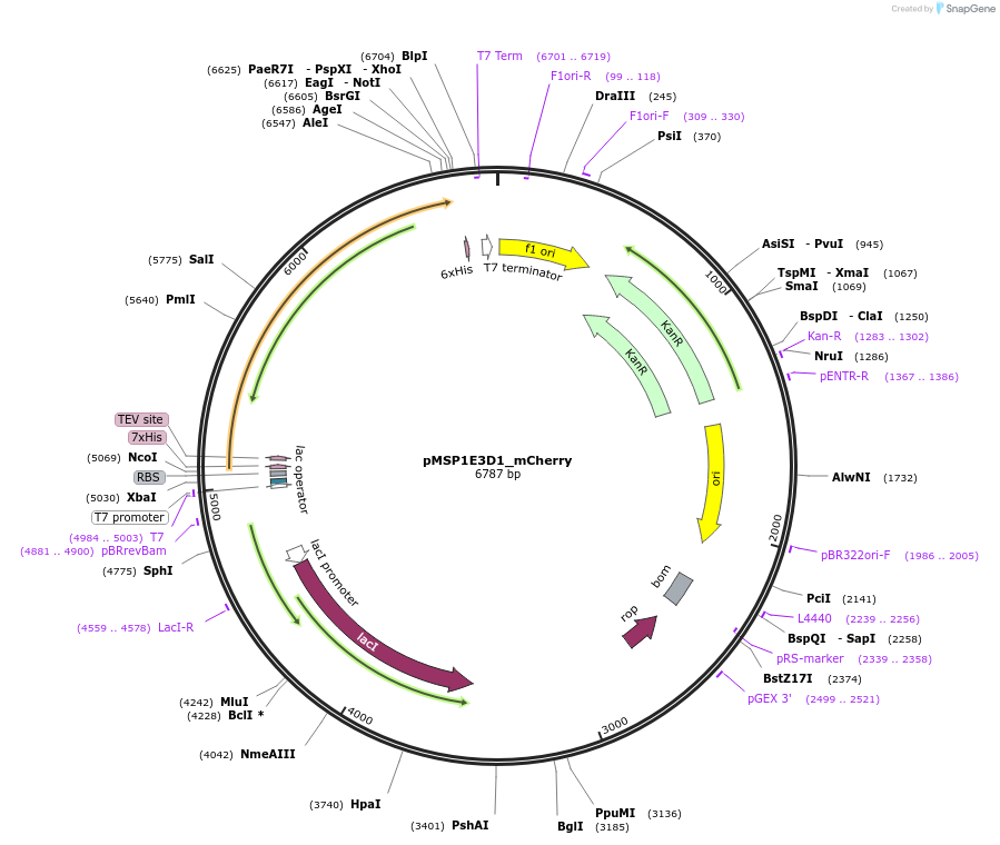 248929-plasmid-map-sequence-id-494405