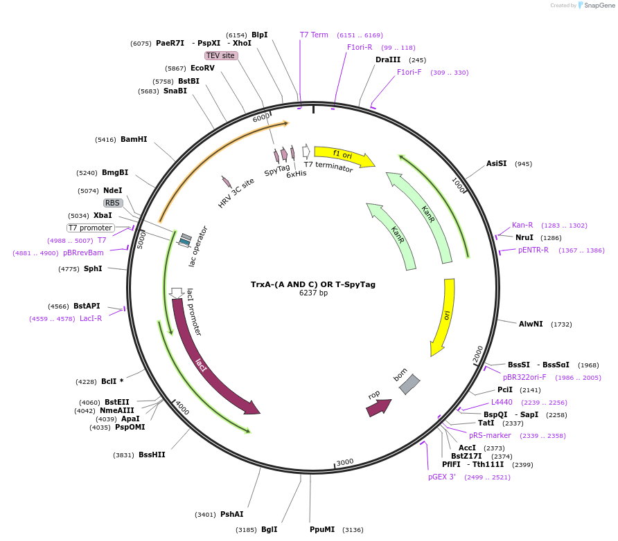 246947-plasmid-map-sequence-id-494406