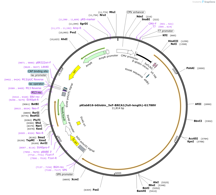 249026-plasmid-map-sequence-id-494408