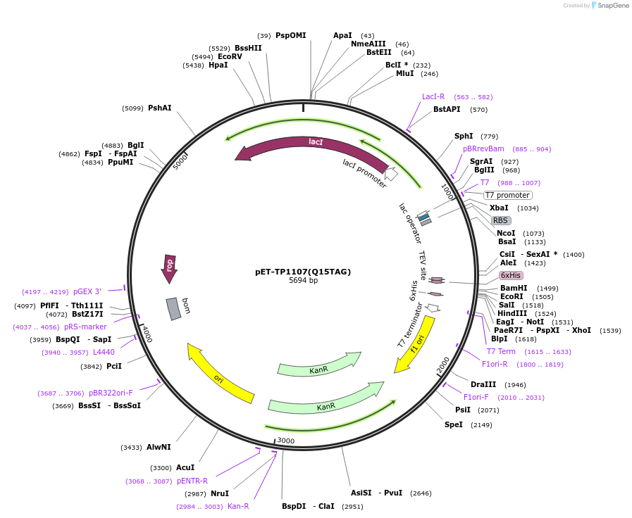 247462-plasmid-map-sequence-id-494410