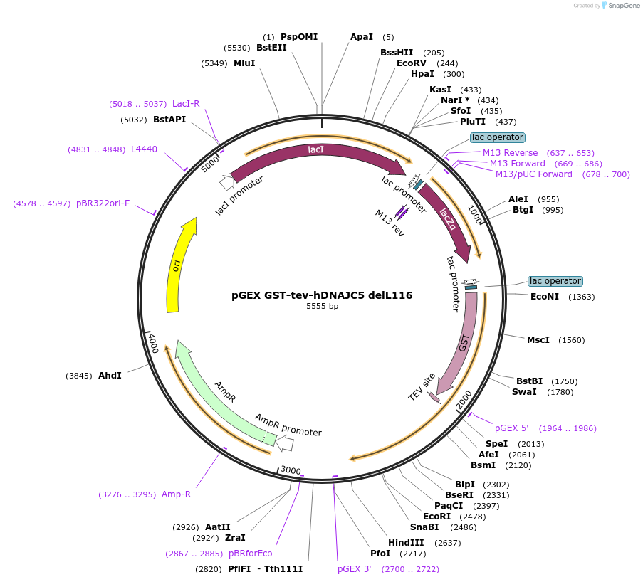 246744-plasmid-map-sequence-id-494415