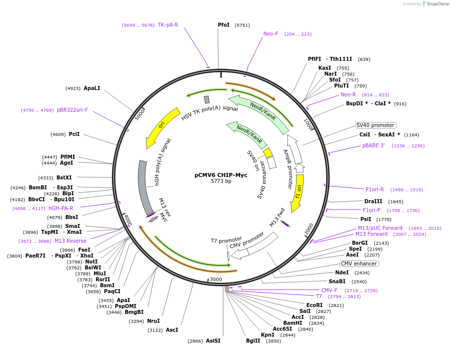 246739-plasmid-map-sequence-id-494420