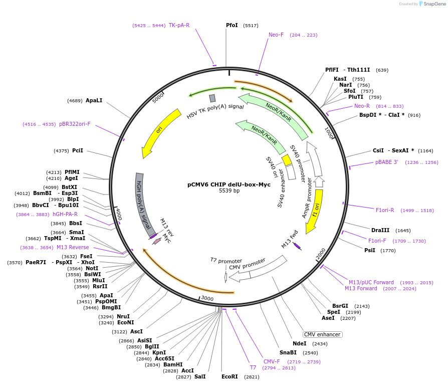 246738-plasmid-map-sequence-id-494421