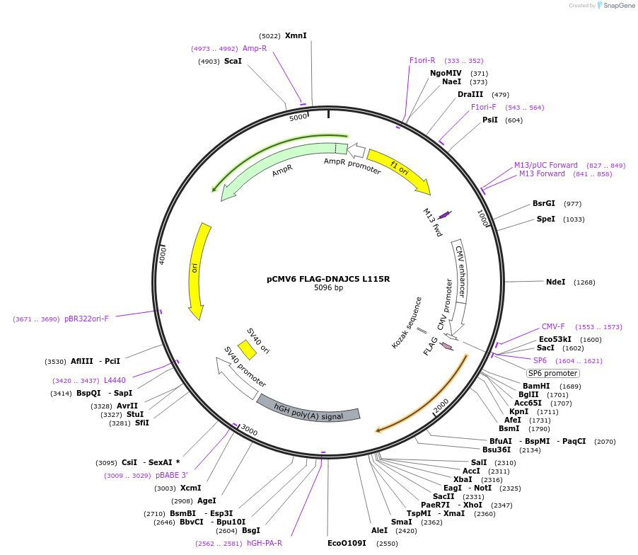 246742-plasmid-map-sequence-id-494422
