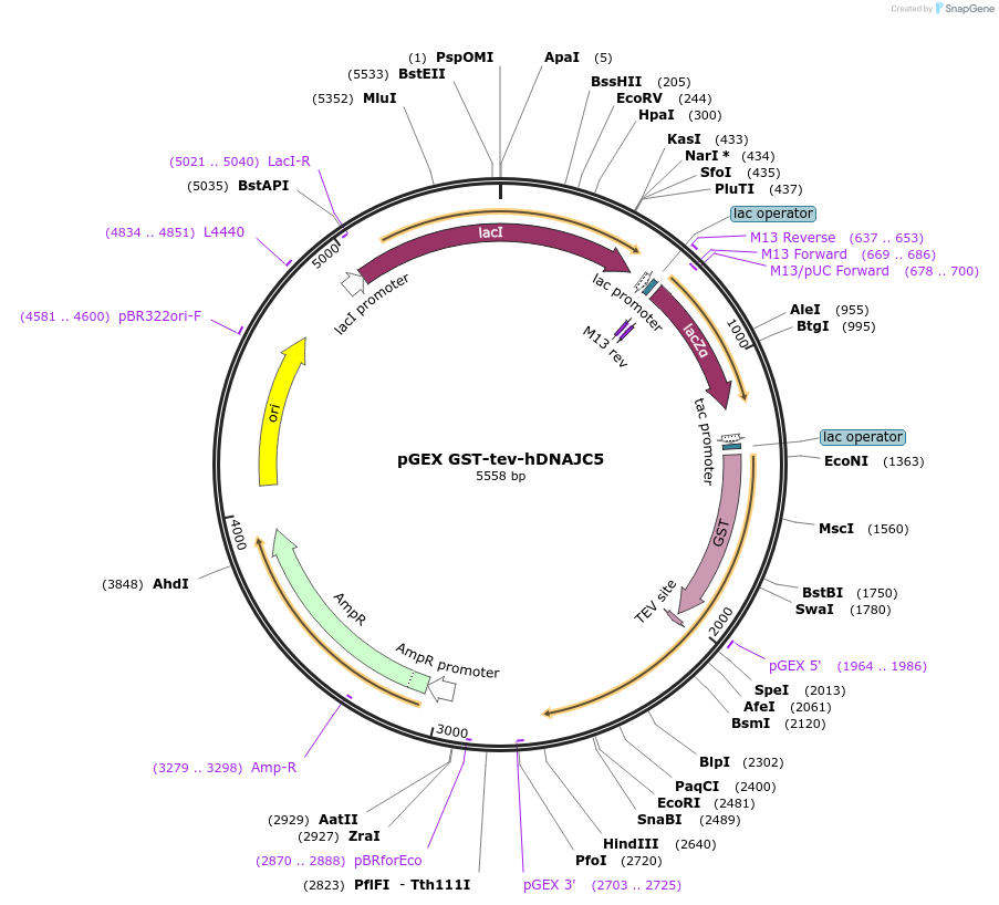 246743-plasmid-map-sequence-id-494423