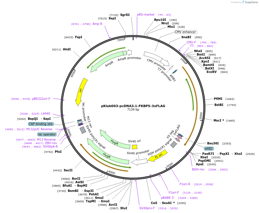 249006-plasmid-map-sequence-id-494426