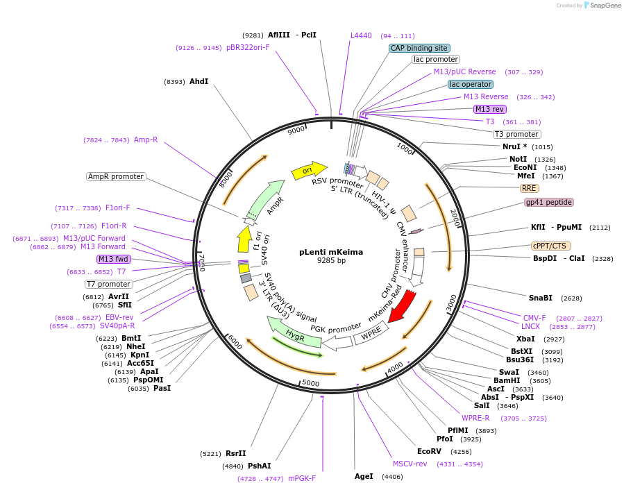 246746-plasmid-map-sequence-id-494433