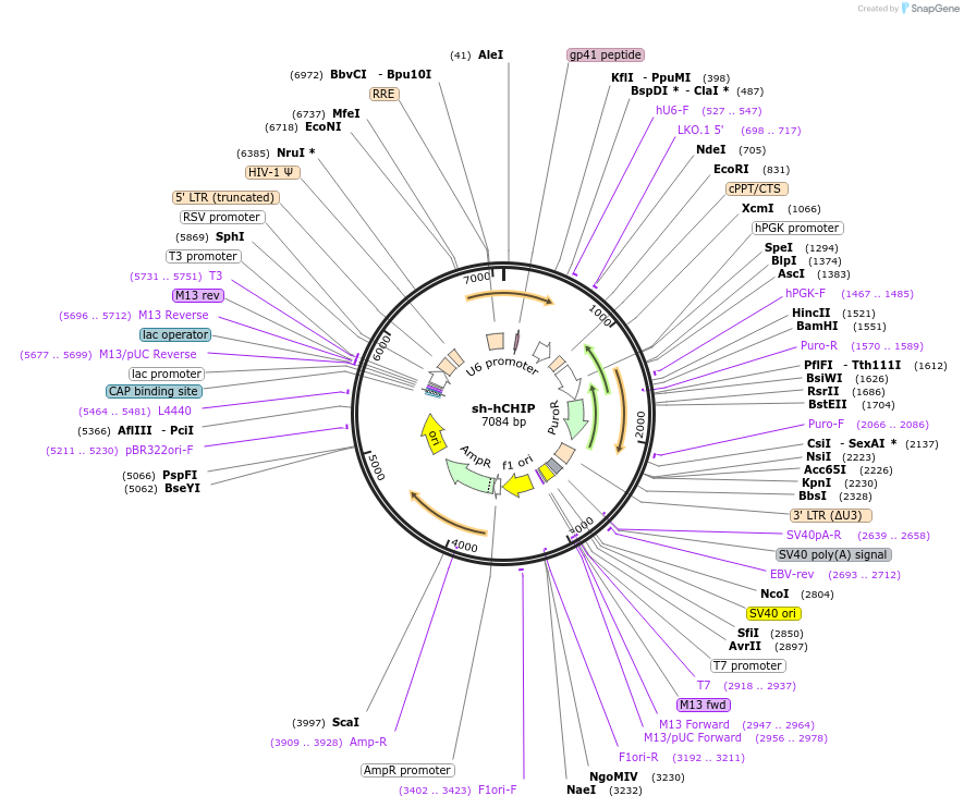 246751-plasmid-map-sequence-id-494436