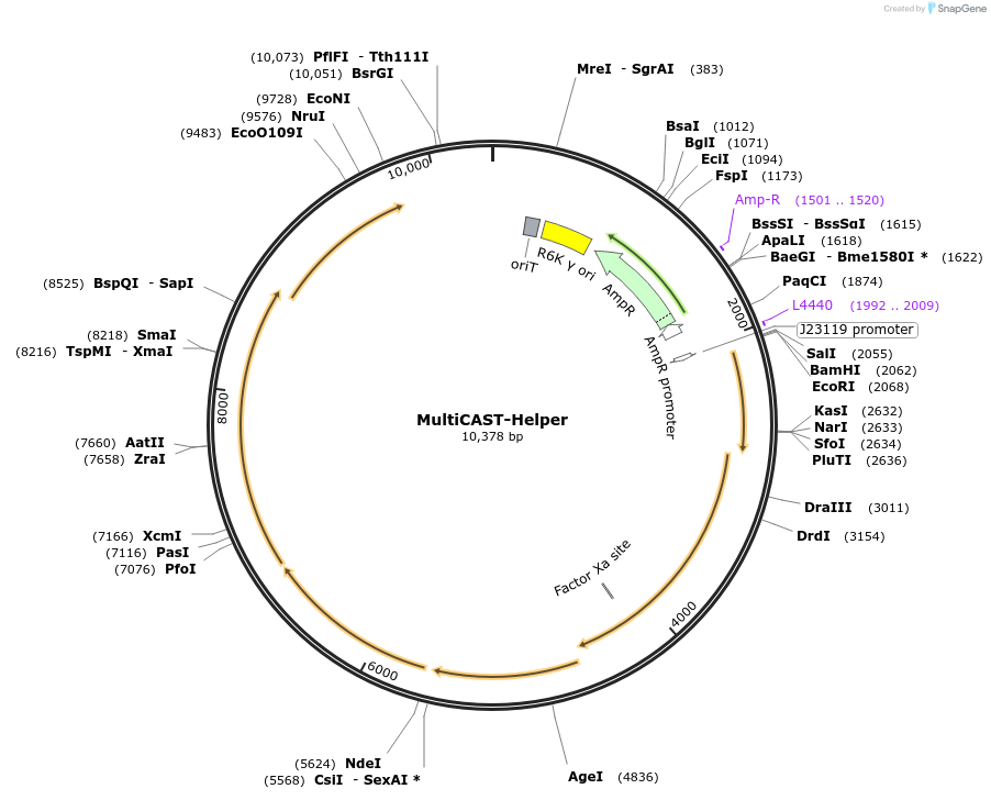 248973-plasmid-map-sequence-id-494437