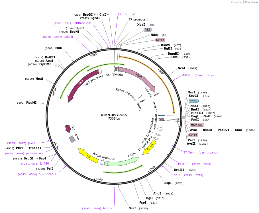 244520-plasmid-map-sequence-id-494439