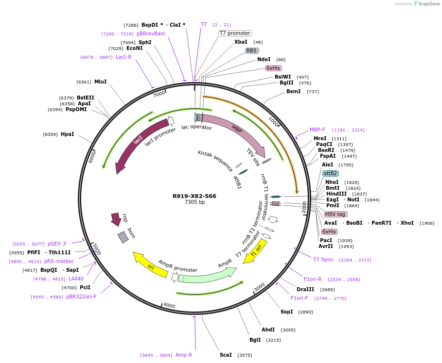 244545-plasmid-map-sequence-id-494440