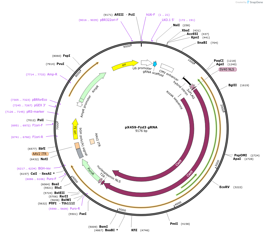 246552-plasmid-map-sequence-id-494443